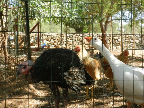 macchia salentina foto animali 25