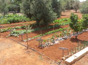 image7 Macchia Salentina