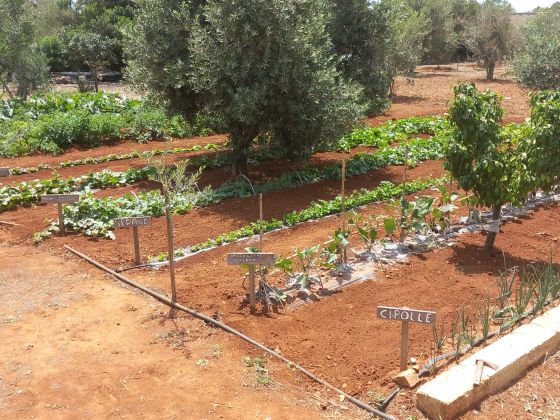 macchia salentina foto giardino 29