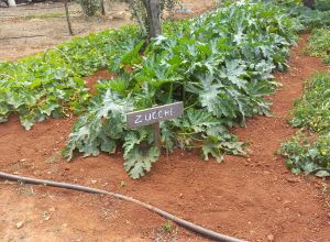 image18 Macchia Salentina