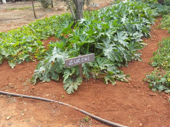 macchia salentina foto giardino 35