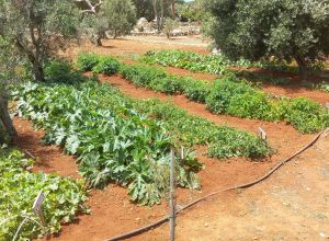 image26 Macchia Salentina