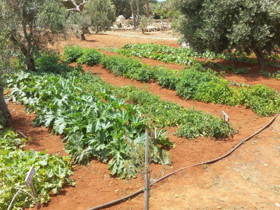 macchia salentina foto giardino 31