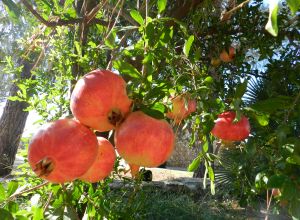 image9 Macchia Salentina