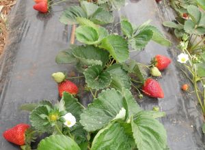 image20 Macchia Salentina