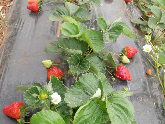 macchia salentina foto nostri_prodotti 27