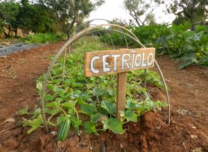 image2 Macchia Salentina