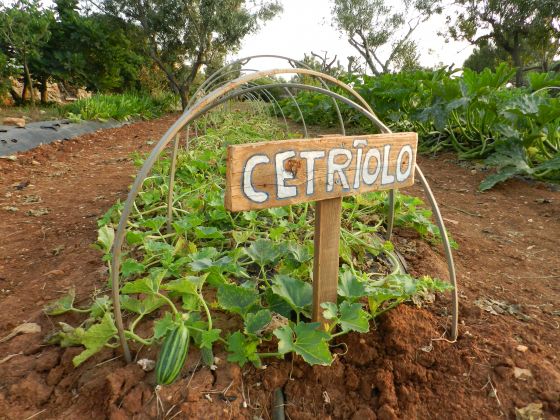 macchia salentina foto nostri_prodotti 13