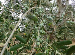 image0 Macchia Salentina