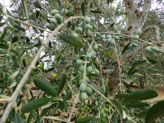 macchia salentina foto olio 24