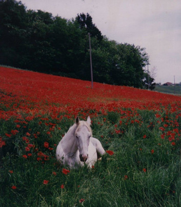 fattoria del finale