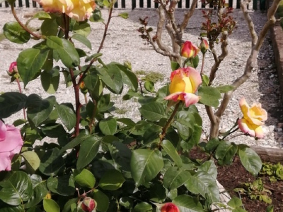 nuvolino foto esterno 22