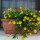 preview image6 dettaglio