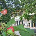 Il Gelso