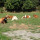 preview image5 animali