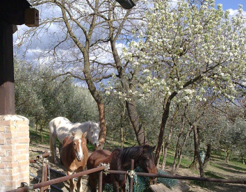 la collina dei ciliegi