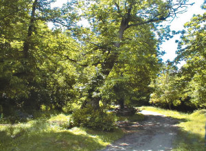 image12 Cà Del Lupo
