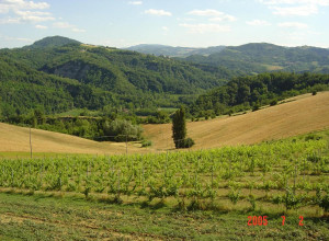 image4 Il Poggiolo