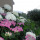 preview image16 giardino