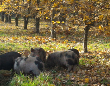 la fattoria del boschetto