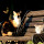 preview image13 altro