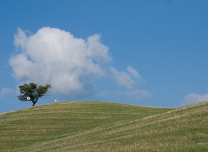 image19 Le Selvole