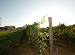image12 Le Selvole