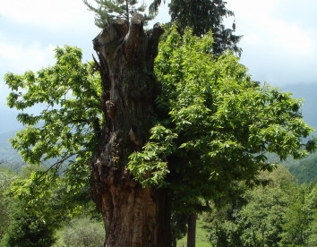 fattoria carpineta