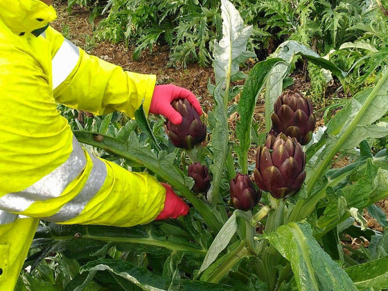 vultaggio foto fattoria 16