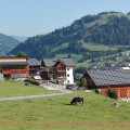 Paracia