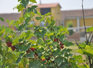 image2 Cascina Corte Grande