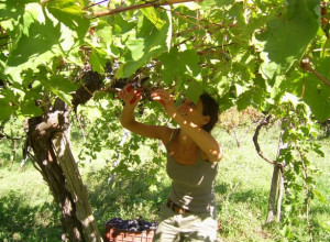 image8 Tra I Frutti