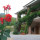 preview image1 altro