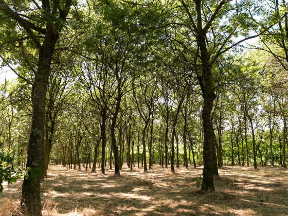 il podere del germano reale foto 27