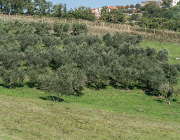 bella cima