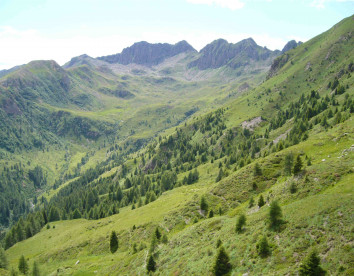 maso palu'