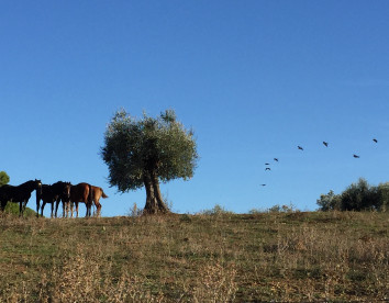 La valentina nuova