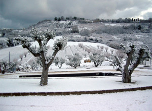 image1 Poggio Agli Ulivi