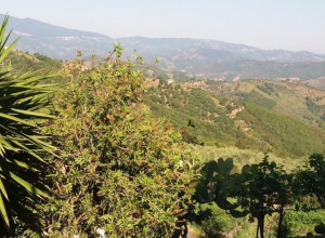 image8 Salella