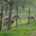 preview image3 dintorni