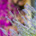 preview image10 esterno