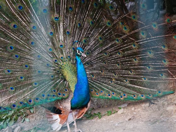 Il Falco Del Cilento - foto 21