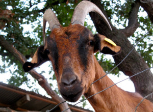 image12 Il Falco Del Cilento
