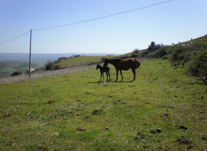 image3 Monte Alma