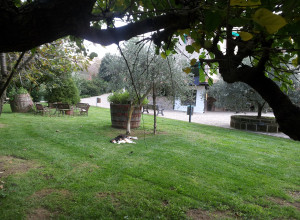 image16 Ricciardelli
