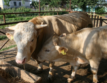vivinatura