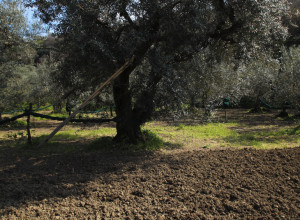 image4 Le Tore