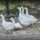 preview image4 animali