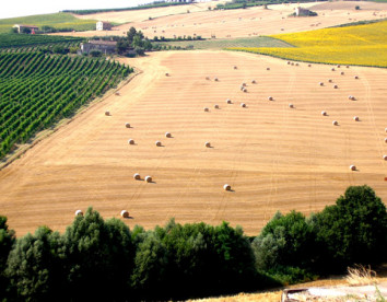  la cicala