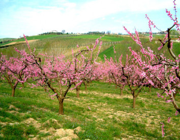  la cicala